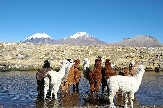 Llamas in Sajama